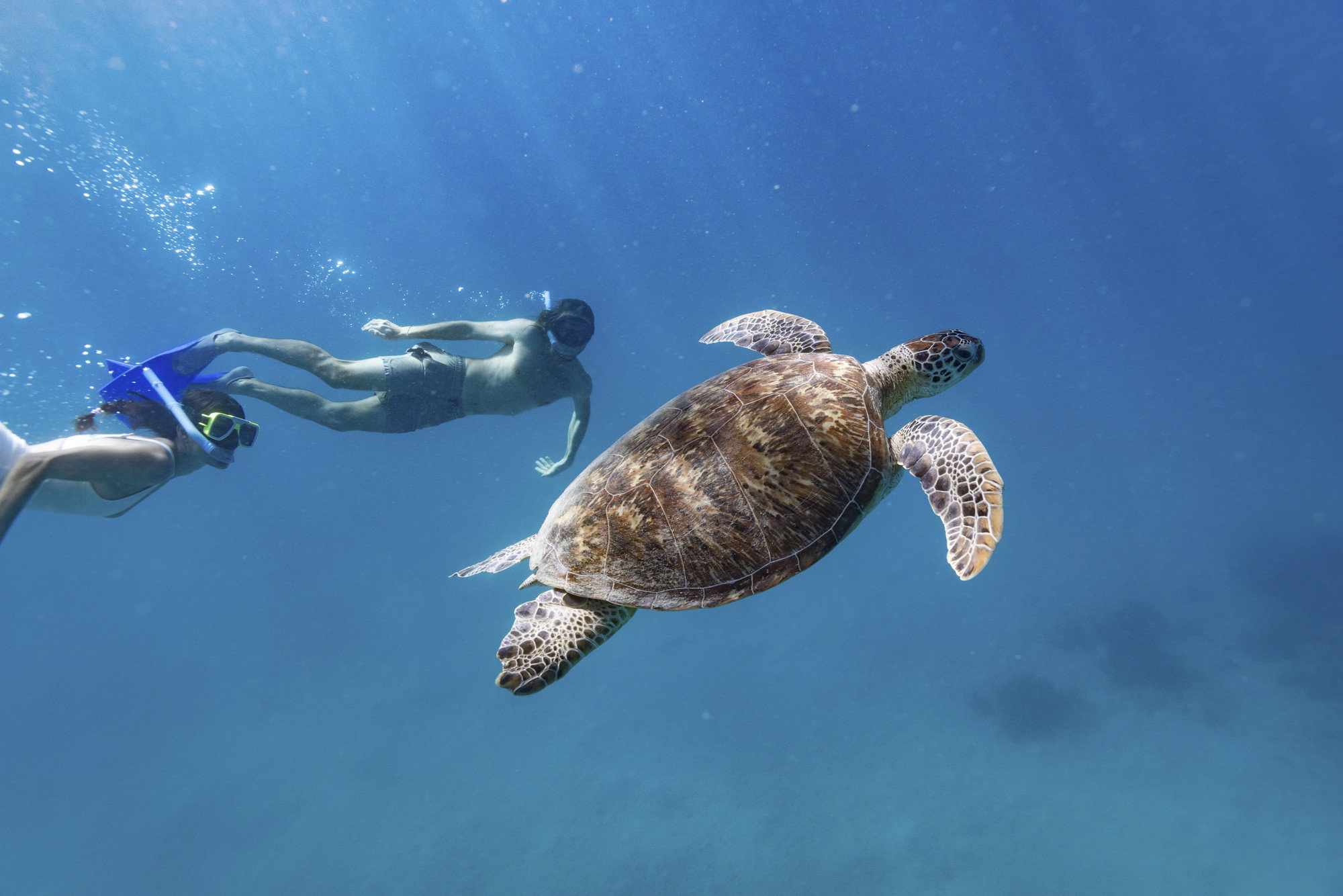 Day trip from the Daintree Coast to snorkel at Mackay Reef on the Great Barrier Reef. Australia