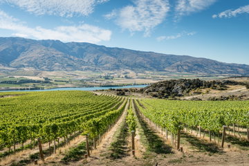 Central Otago's Boutique Wineries