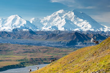 Snow capped peaks at Mount Denali and caribou deer on a sunny day, Denali National Park, Alaska.