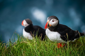 Wildlife & Natural Wonders of Southern Iceland