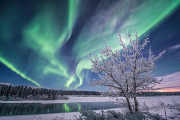 A snow-covered tree sits at the edge of a dark lake against a snowy forest with the green Northern Lights dancing above, in Yukon, Northern Canada.