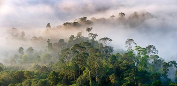 Danum Valley Adventure at Borneo Rainforest Lodge
