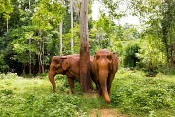 Elephants & Temples by Vintage Jeep