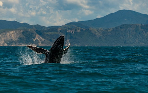 Kaikoura