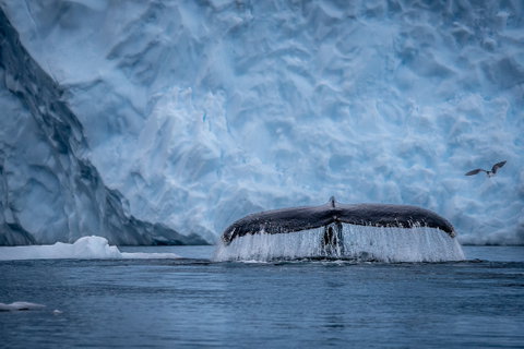 Polar Expedition Cruising