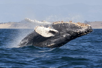 Whales, Wine & Wonders of California