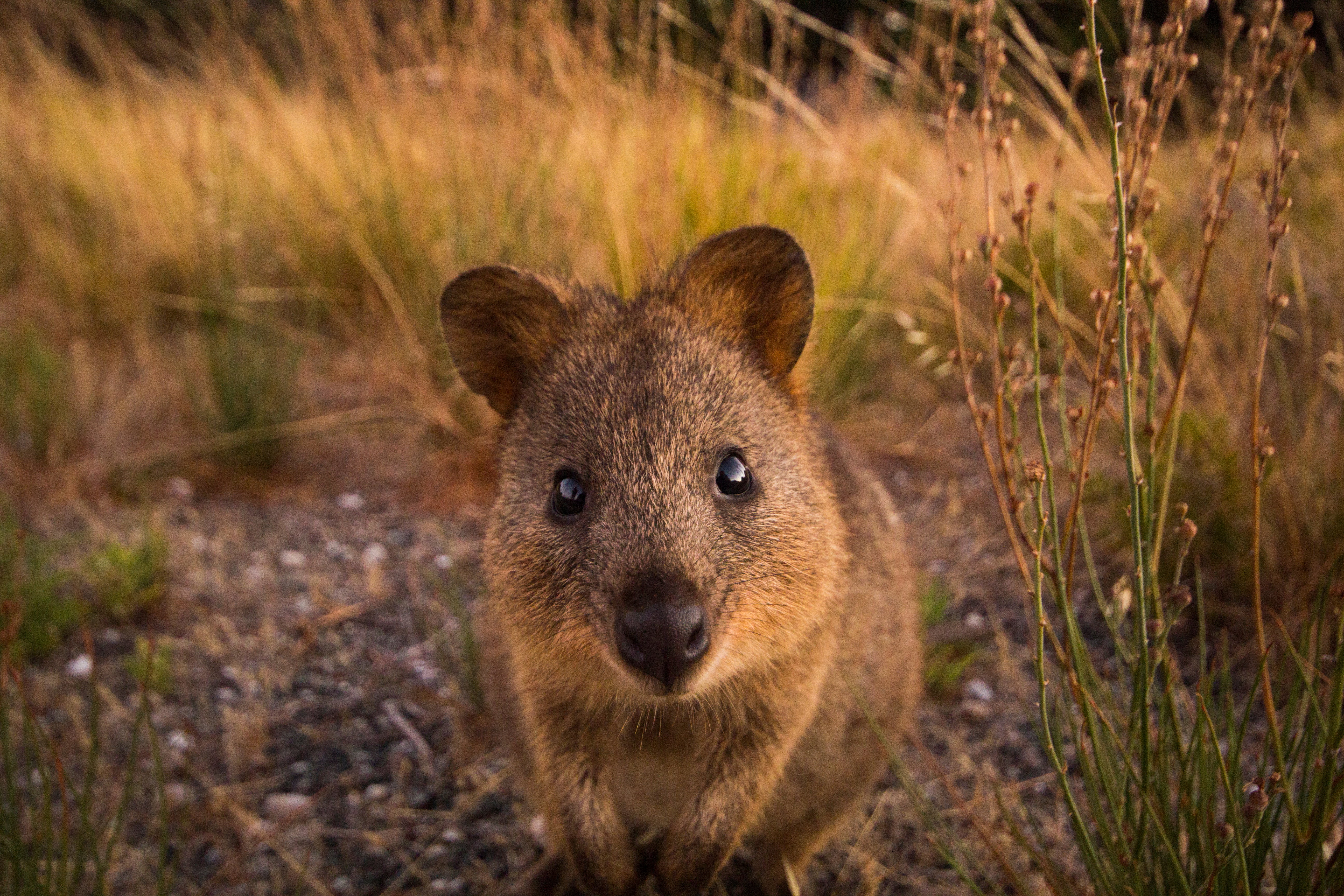 Quokka investigates the camera up close on Rottnest Island, Western Australia