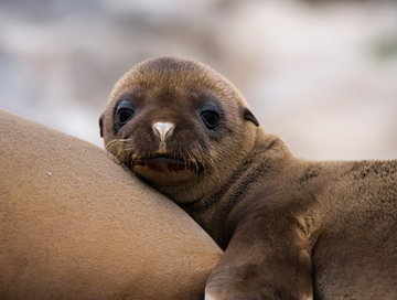 Galapagos to the Cloud Forest