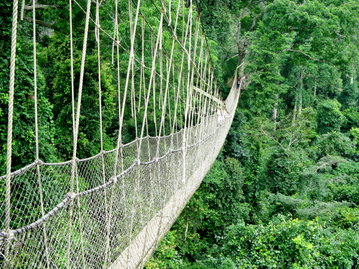 A rope bridge weaves through a forest’s canopy, with dense bush underneath and an overcast sky above, Kakum Canopy, Ghana, Africa