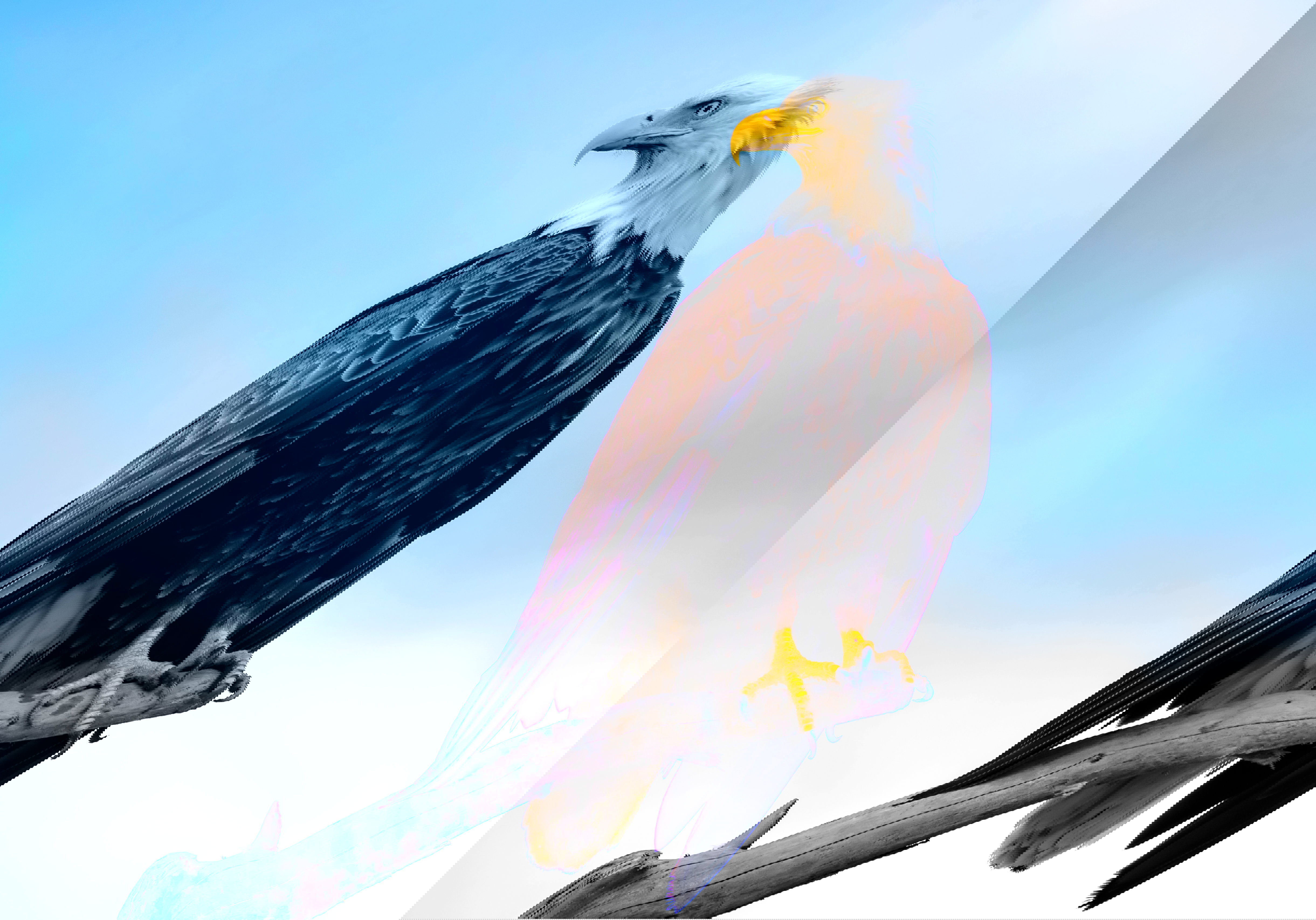 Alaska Wildlife & Wonders