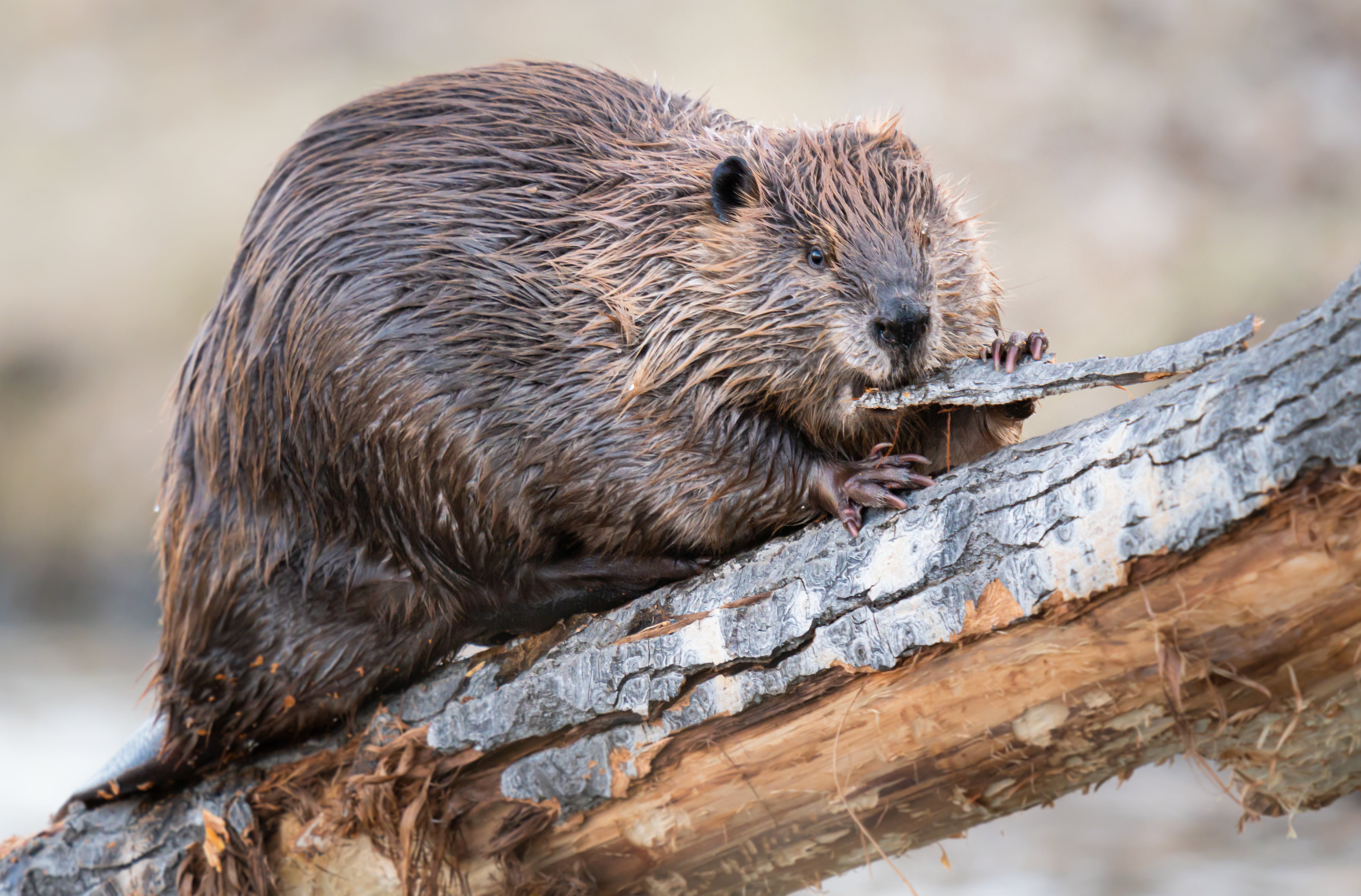 A beaver on a log in Canada