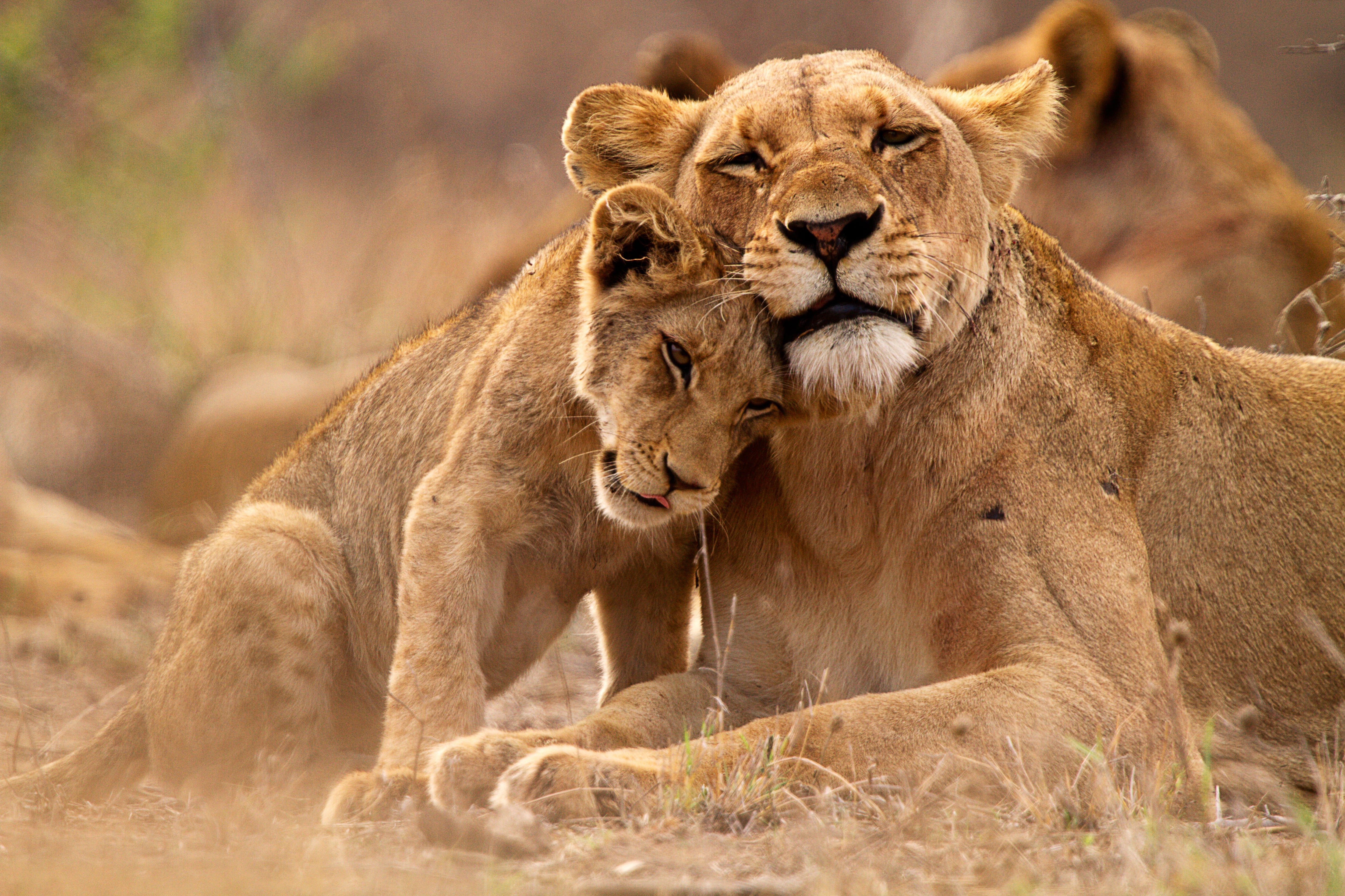 Lions in Africa