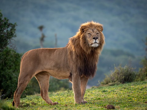 Classic Garden Route & Safari, South Africa