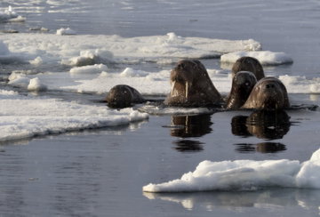 Walrus Safari Boat Tour