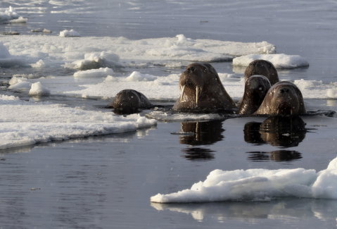 Walrus Safari Boat Tour