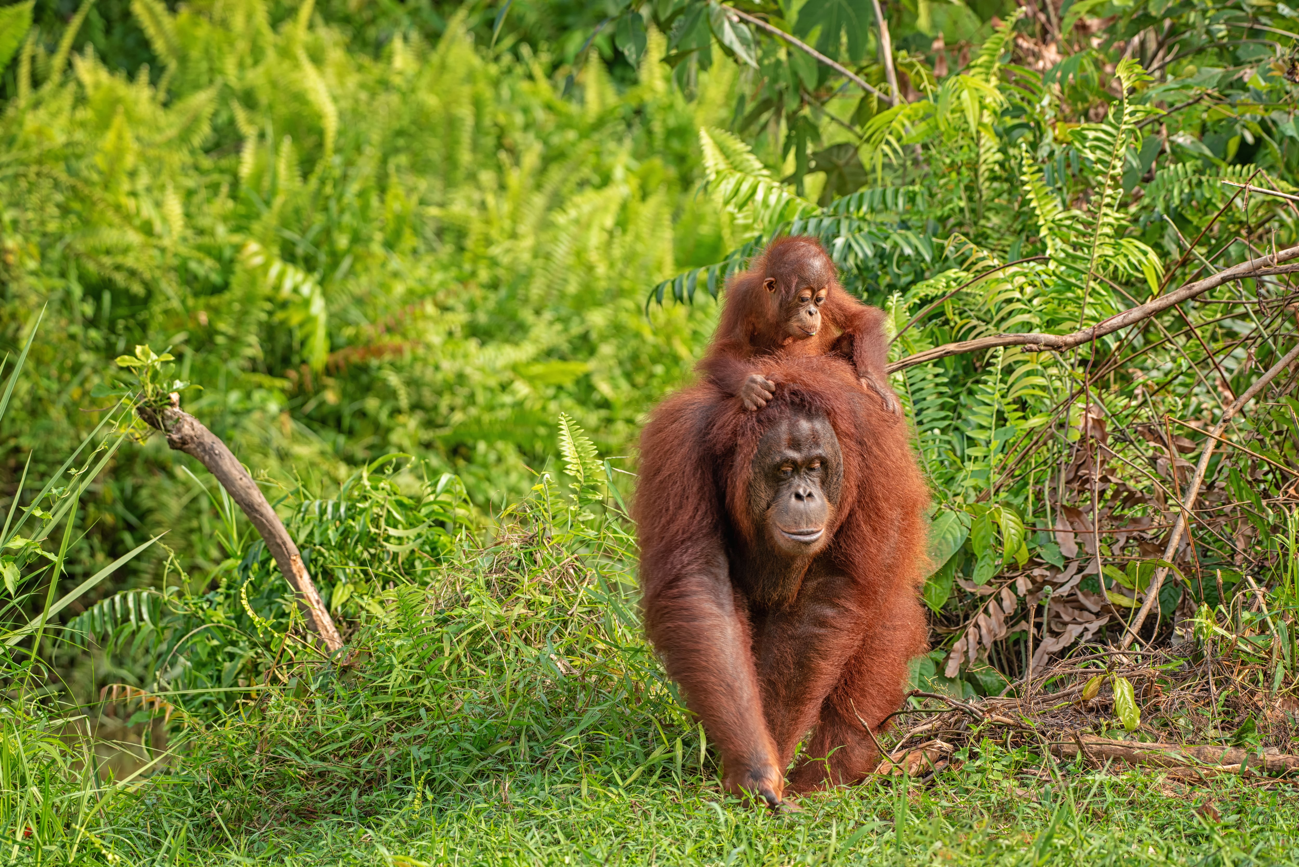 Mother Orangutan and child in Borneo