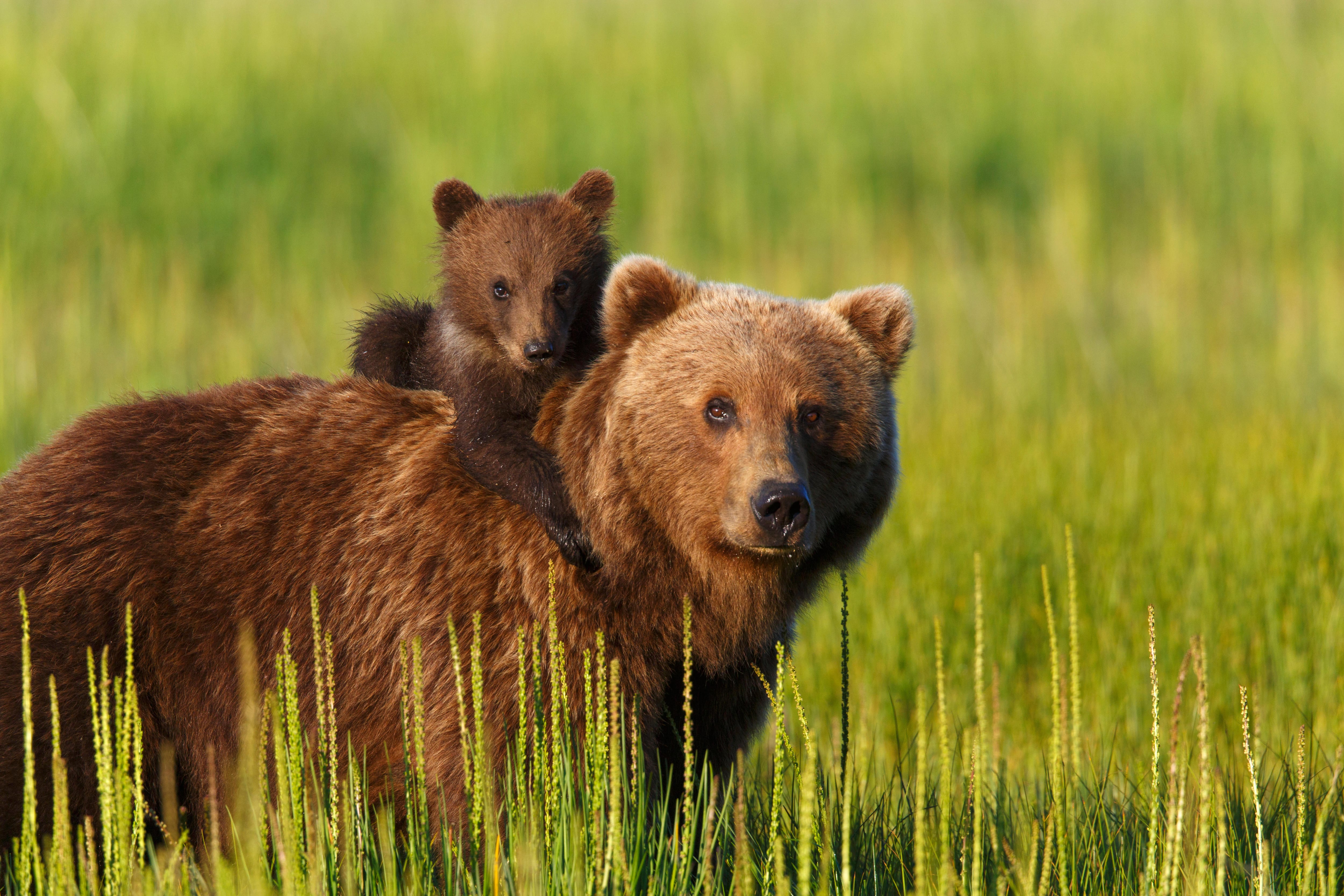 Bears in Canada