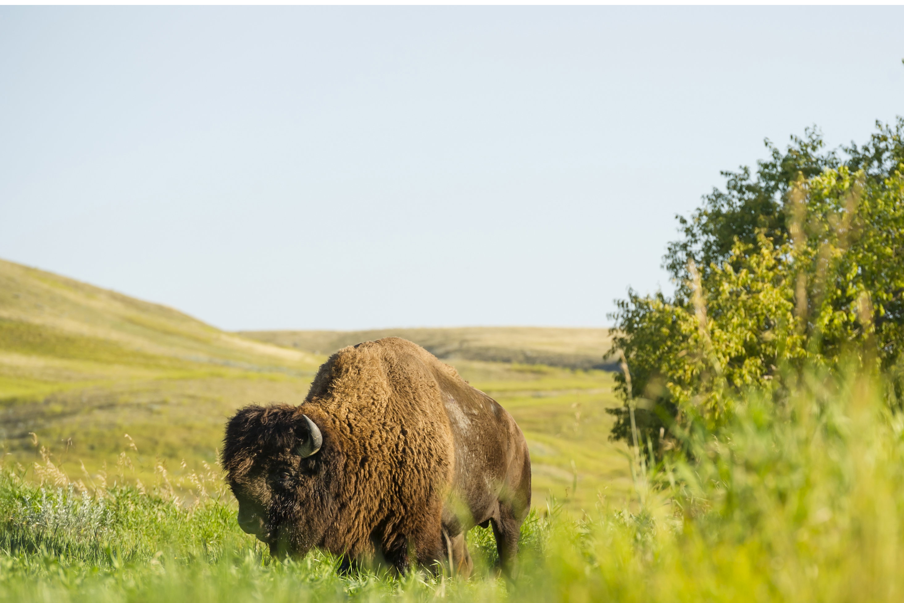 A bison in a field in Canada