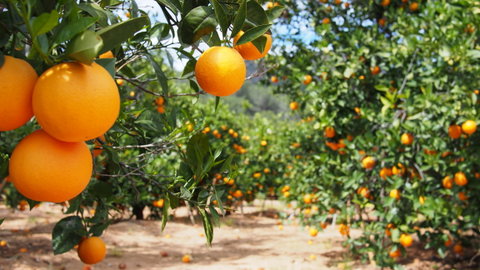 Food & Wine Holidays holidays