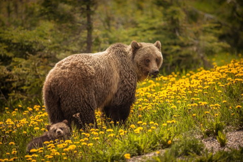 Wilderness Experiences holidays