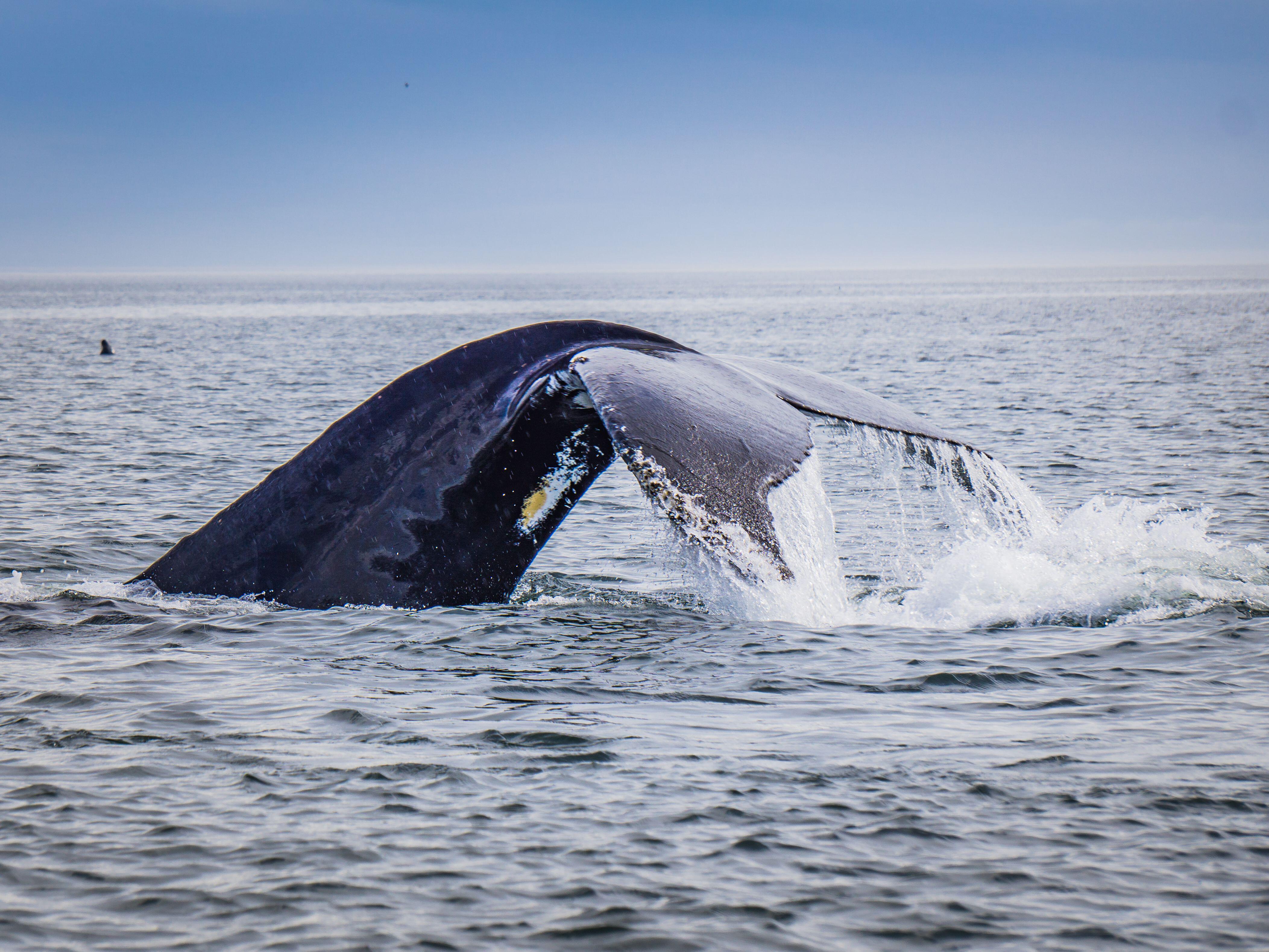 Whale watching in Canada