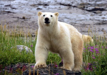 Manitoba's Bears & Eastern Canada Highlights