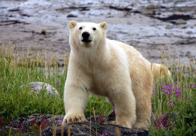 Central Canada - Saskatchewan & Manitoba