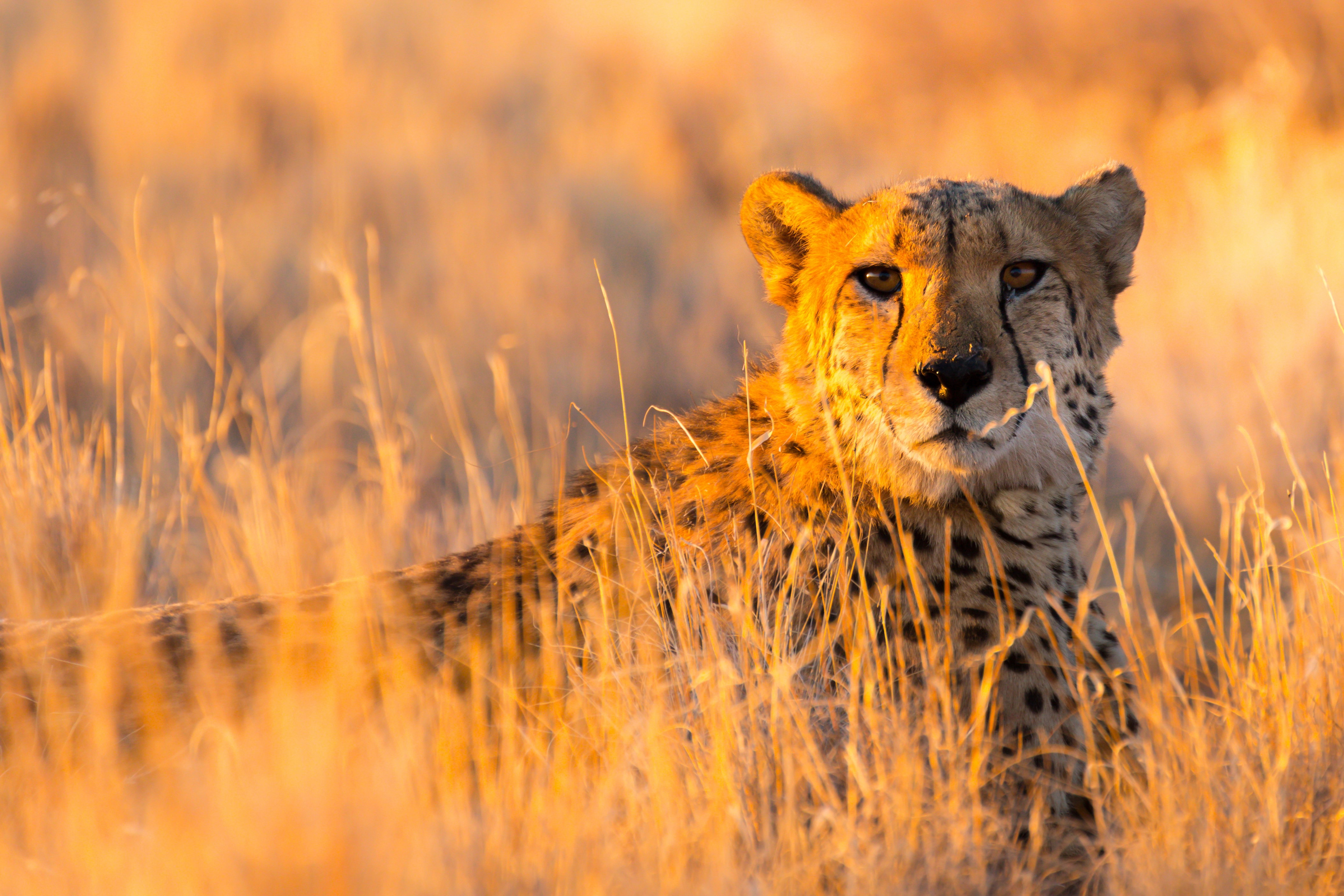 Cheetah in the Etosha National Park, Namibia