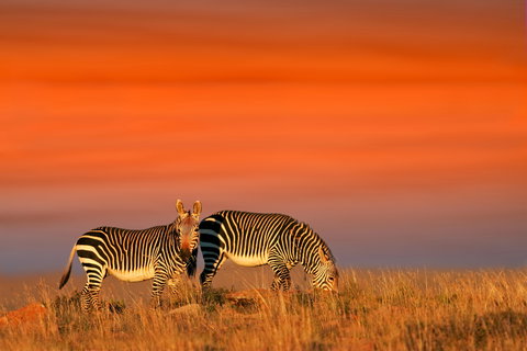 Safari & Beach