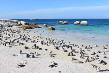 Cape Point & Peninsula Tour