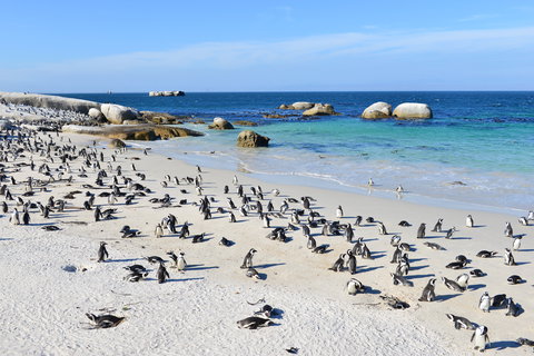 Cape Point & Peninsula Tour
