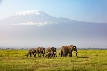 Kenyan Safari & Mombasa Beach by Rail