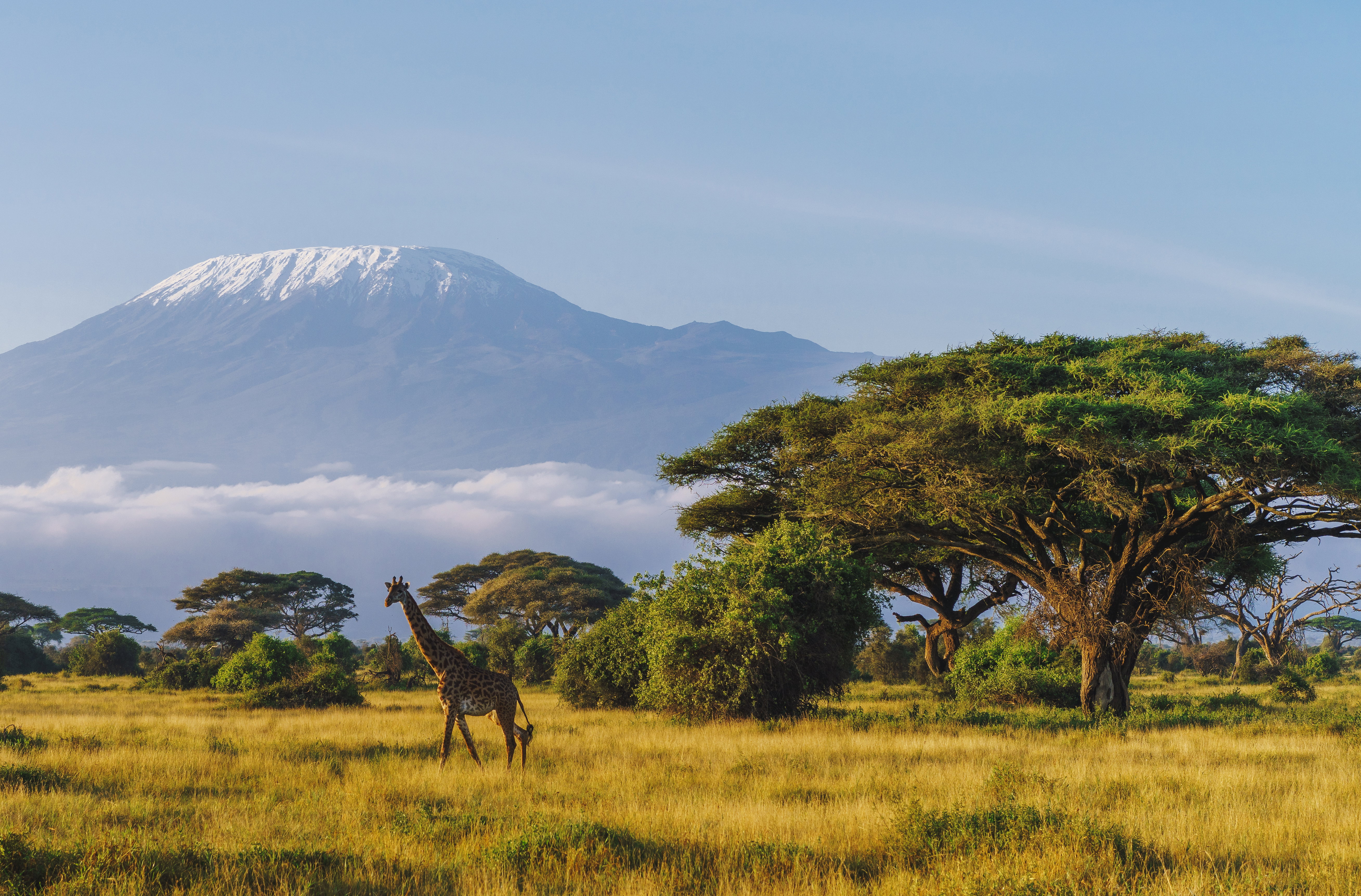Masai giraffe in front of Kilimanjaro mountain in Amboseli National Park, KenyaRef