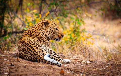 Karongwe Game Reserve