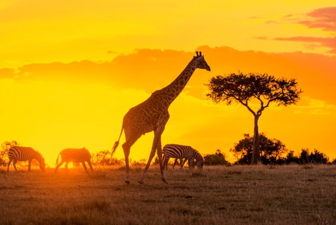 Fly In Safari holidays