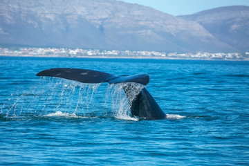 Whale Watch Tour from Cape Town with Transfers