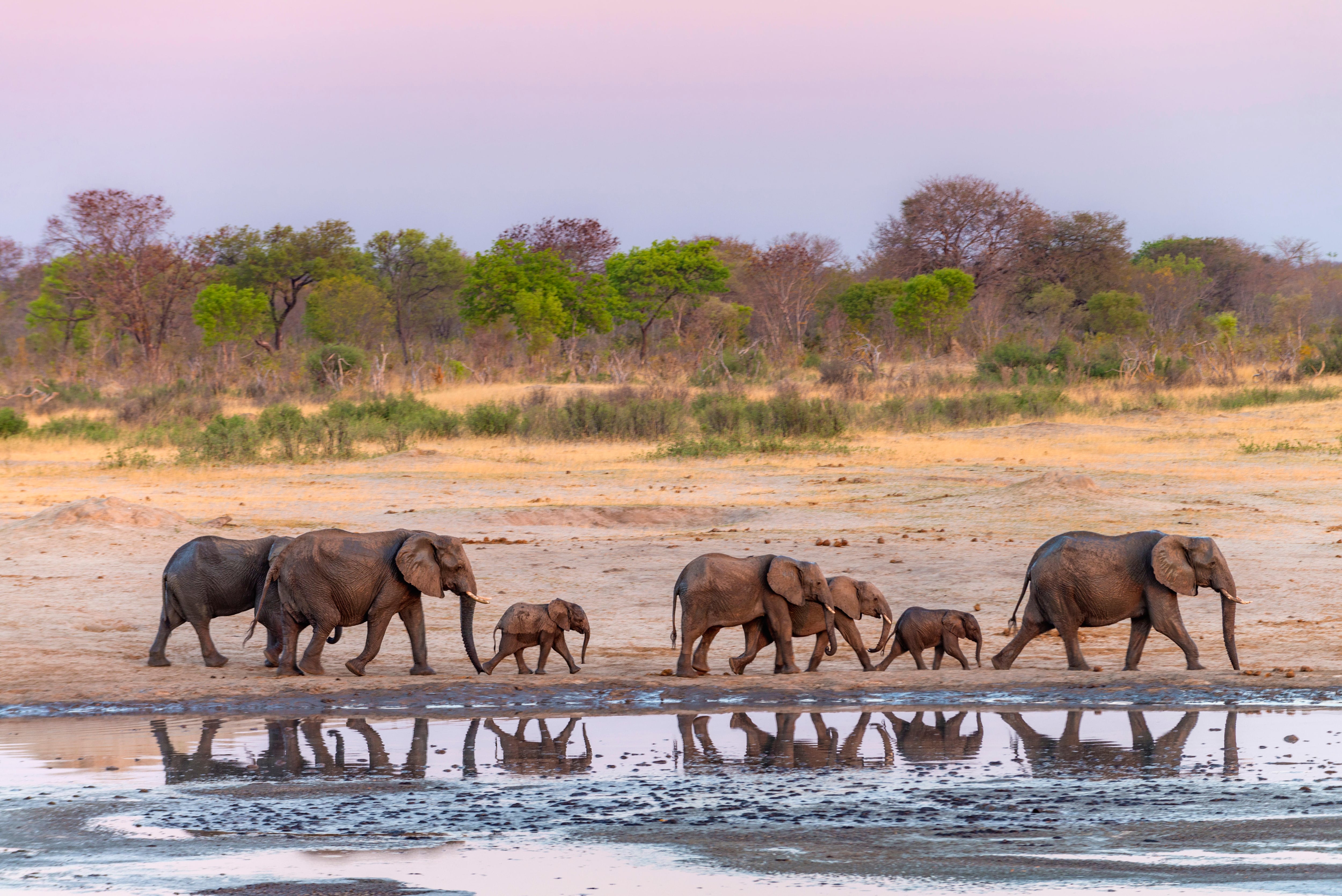 A herd of elephants is reflected in a waterhole in Zimbabwe's Hwange National Park