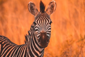 Madikwe Game Reserve