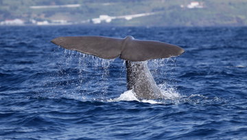 Whale Watching from Ponta Delgada