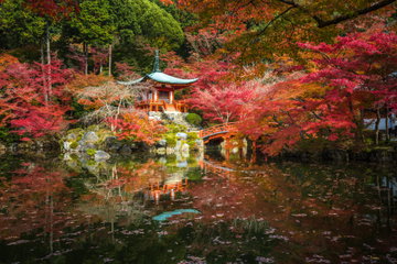 The Daigoji temple amongst maple trees in momiji season, Kyoto, Japan 