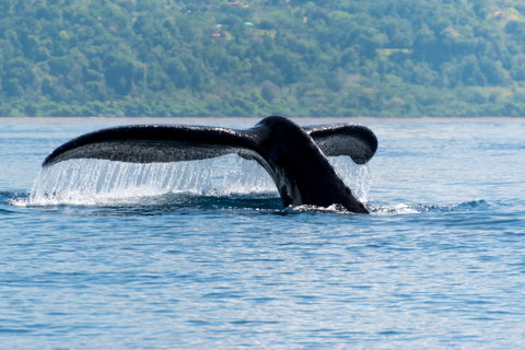 Whale Watching & Marino Ballena National Park