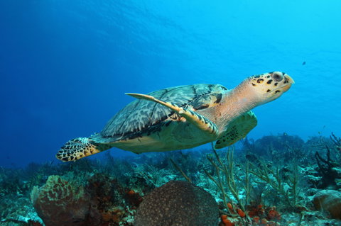 Mexico & Honduras Voyage