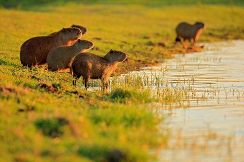 Waters & Wildlife Rio Mutum