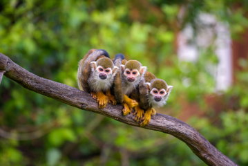 Brazilian Amazon Adventure from Dublin