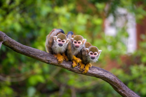 Brazilian Amazon Adventure from Dublin