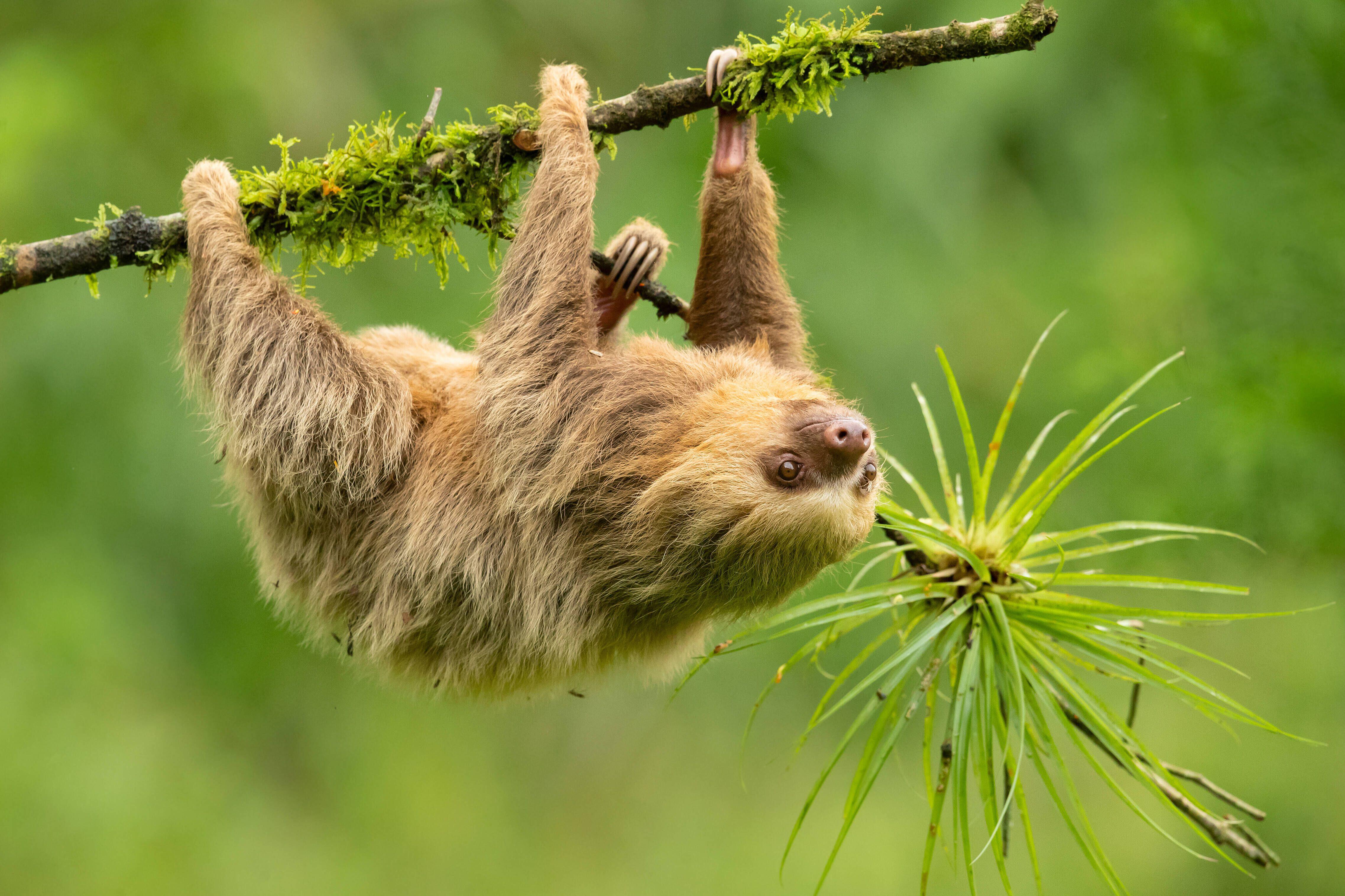 Sloth swings from the branch, Costa Rica