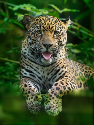 Jaguar, Guyana