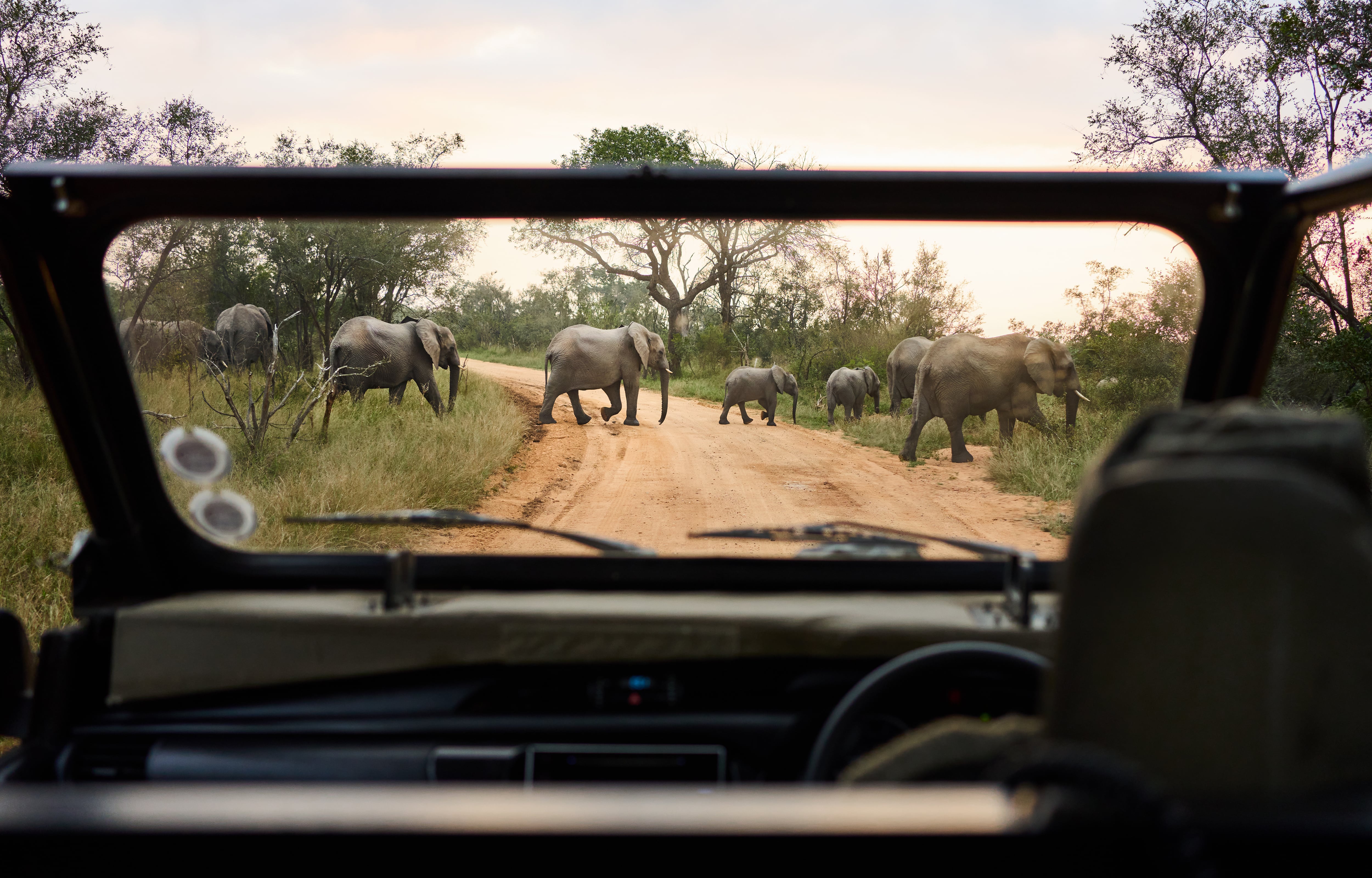 Tourist vehicle watching an elephant herd crossing a road in a national park, South Africa