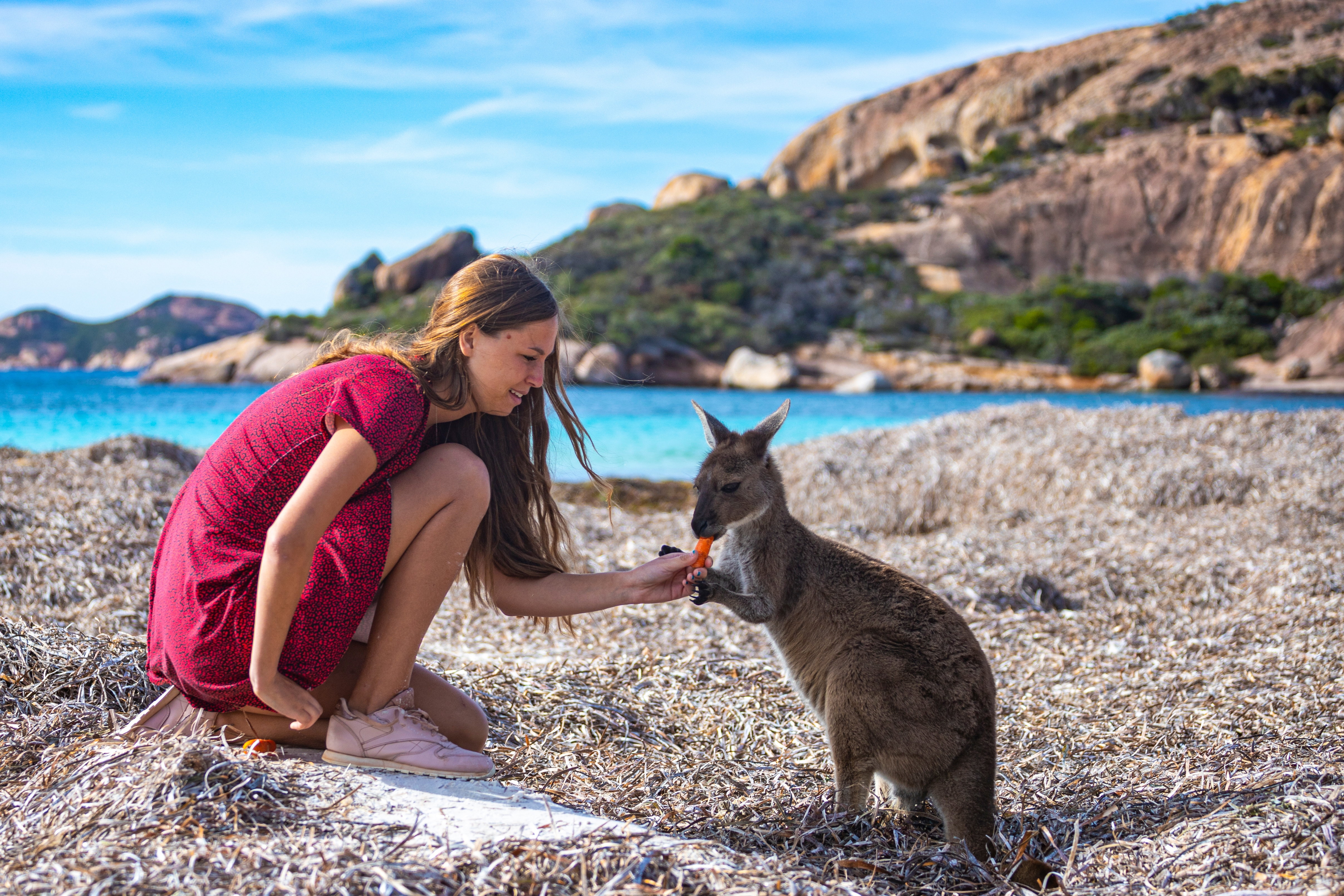 Young woman feeding Kangaroo, Lucky Bay Beach, West Australia