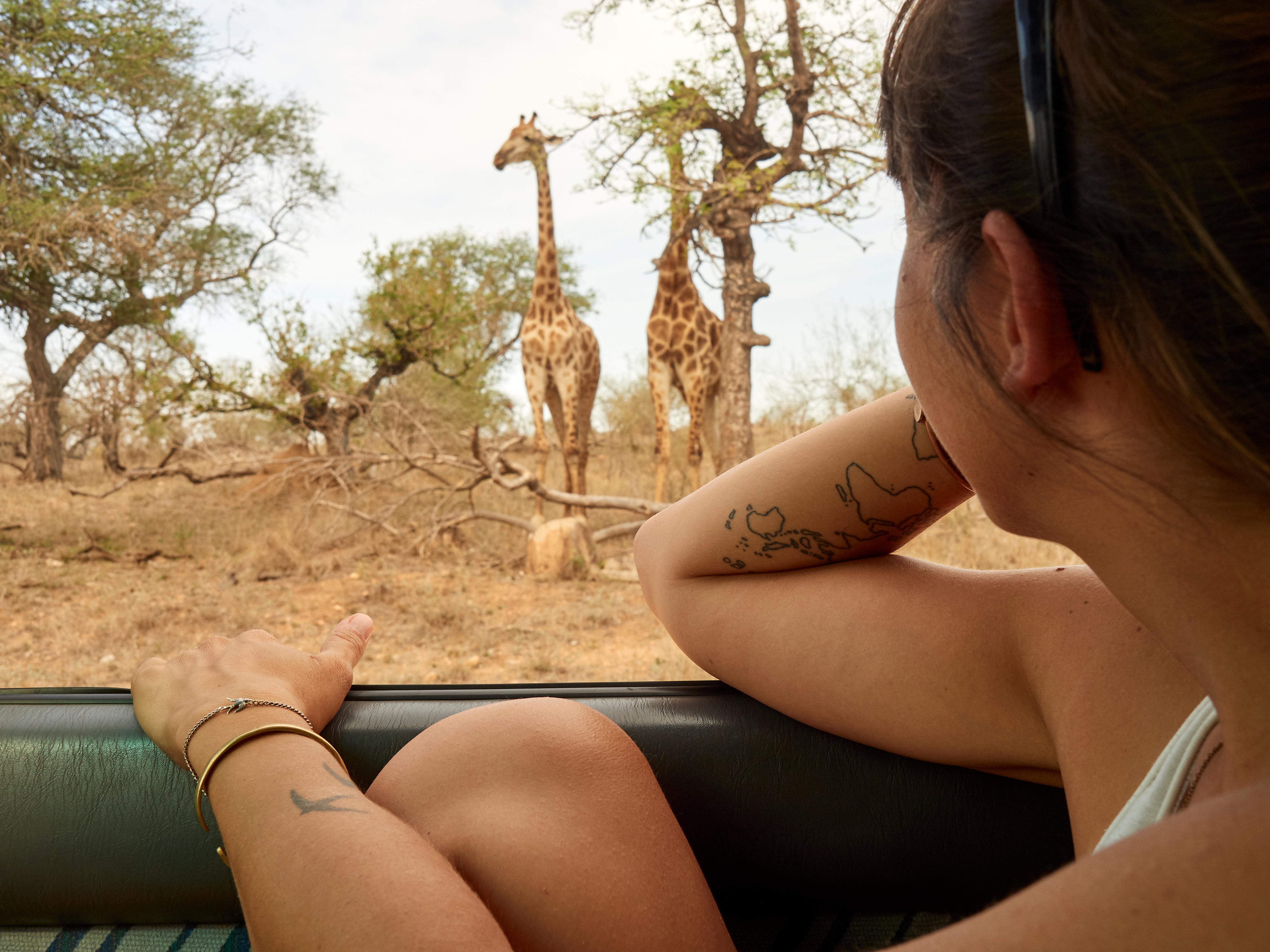 Woman watching pair of giraffes through car window, Kruger National Park, Mpumalanga, South Africa